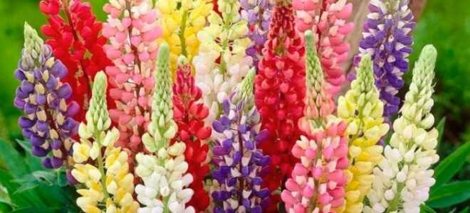 Цветок Люпин многолетний: посадка и уход, фото