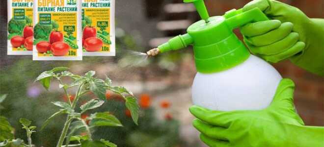 Опрыскивание помидор борной кислотой для завязи