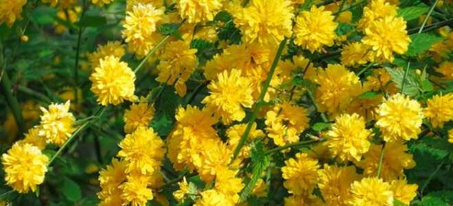 Керрия японская: посадка и уход + фото