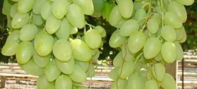 Виноград “Долгожданный”: описание сорта, фото, отзывы