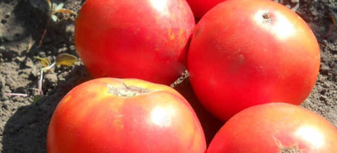 Томат “Каменный цветок”: характеристика и описание сорта, фото, отзывы