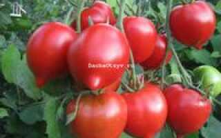 Томат “Примадонна F1”: характеристика и описание сорта, фото, отзывы