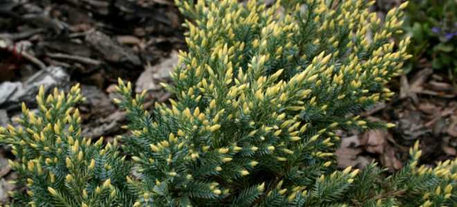 Можжевельник – описание, выращивание, виды, сорта, уход, где растет, фото