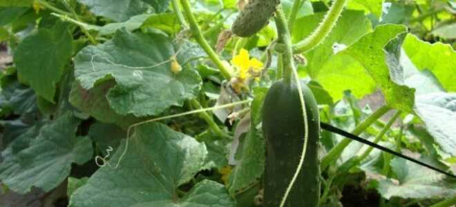 Огурец “Феникс”: описание сорта, фото, отзывы