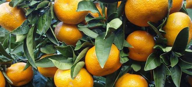 Почему у мандарина скручиваются, сохнут, опадают листья: что делать