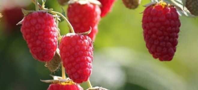 Размножение ремонтантной малины в домашних условиях