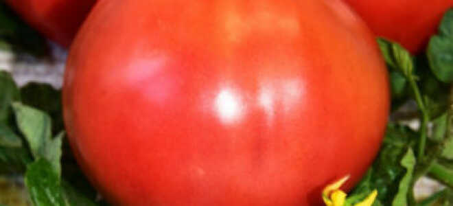 Томат “Воловье сердце”: характеристика и описание сорта, отзывы, фото