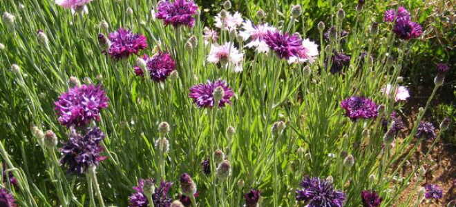 Василек садовый многолетний: посадка семенами и уход