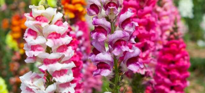 Цветок “Львиный зев”: выращивание, посадка и уход + фото