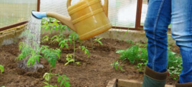 Как часто поливать помидоры в теплице из поликарбоната