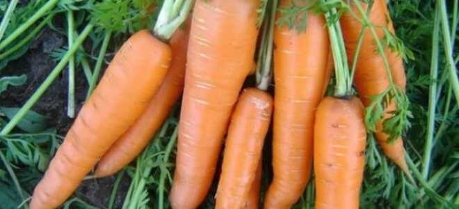 Чем подкормить морковь после всходов в открытом грунте для хорошего урожая