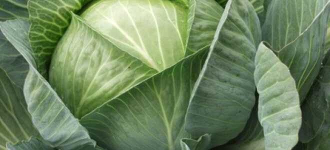 Виды и сорта капусты: с фото и описанием