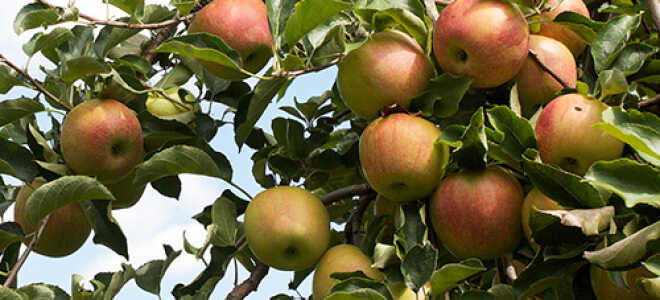 Яблоня “Джонаголд”: описание сорта, фото отзывы