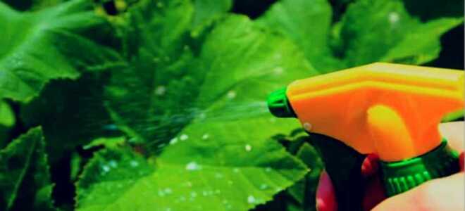 Опрыскивание огурцов сывороткой с йодом