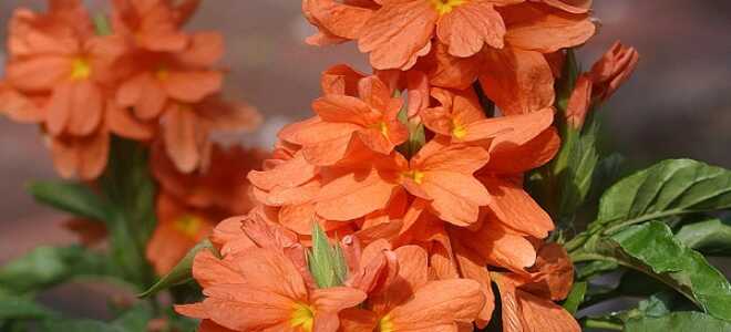 Кроссандра – описание, выращивание, виды, сорта, уход, где растет, фото