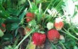 Удобрение “Нитрофоска”: состав, применение, инструкция для огурцов и томатов