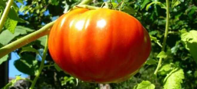 Томат “Король гигантов”: описание сорта, отзывы, фото