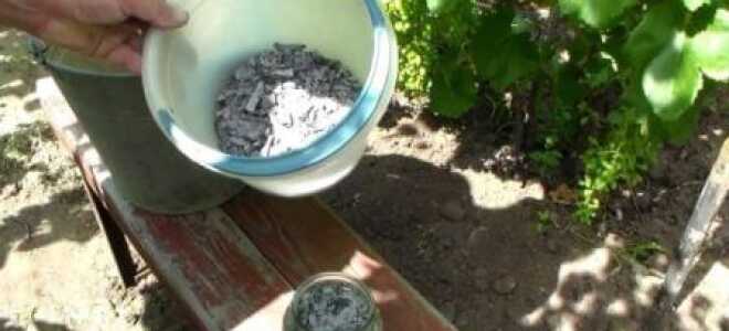 Чем подкормить виноград весной и летом перед цветением