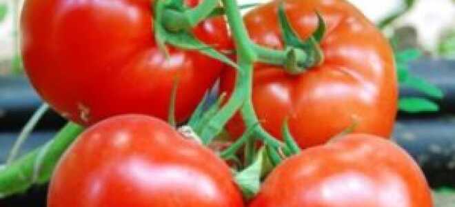 Томат “Махитос F1”: описание сорта, фото, отзывы