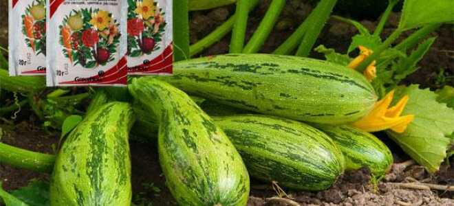 Чем подкормить тыкву и кабачки в открытом грунте