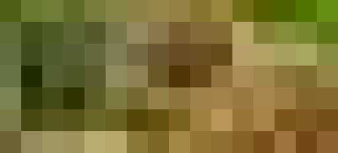 Вазоны – описание, выращивание, виды, сорта, уход, где растет, фото