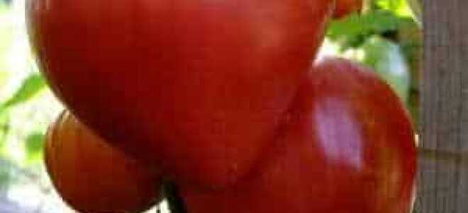 Томат “Мазарини”: характеристика и описание сорта, отзывы с фото