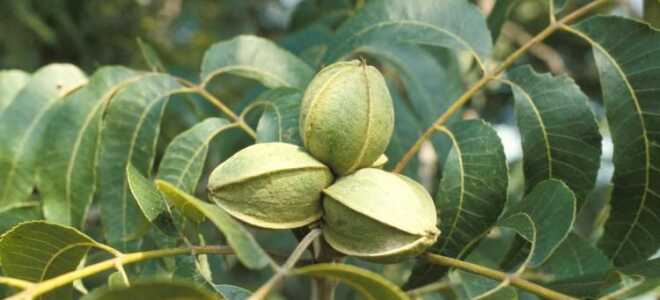 Орех – описание, выращивание, виды, сорта, уход, где растет, фото