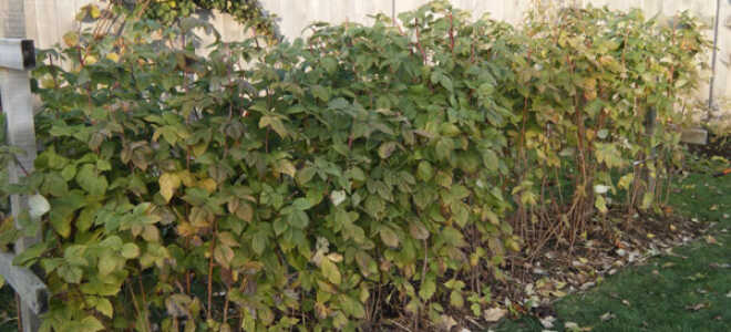 Болезни малины – фото и их лечение