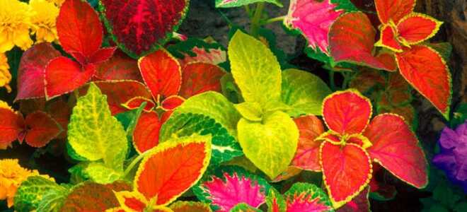 Колеус: фото, посадка и уход в домашних условиях