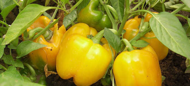 Перец – описание, выращивание, виды, сорта, уход, где растет, фото