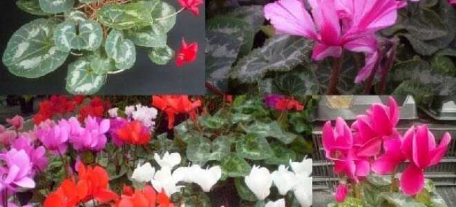 Цикломения – описание, выращивание, виды, сорта, уход, где растет, фото