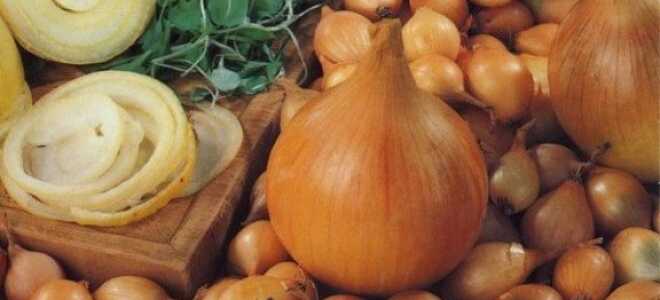 Лук “Геркулес”: описание сорта, фото, отзывы
