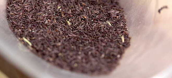 Мискантус: описание, посадка и уход в открытом грунте