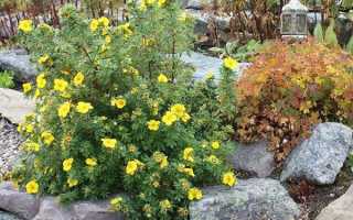 Цветок “Лапчатка кустарниковая”: сорта с фото и описанием, посадка и уход в открытом грунте