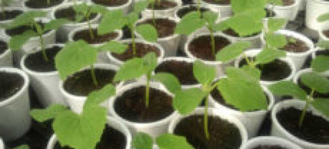 Как правильно высаживать рассаду огурцов в домашних условиях