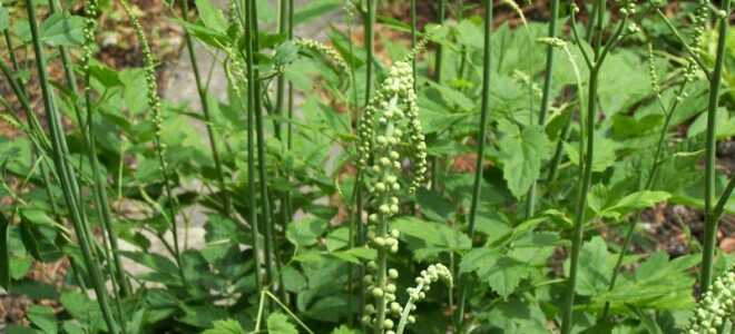 Клопогон: описание, виды, посадка и уход в открытом грунте