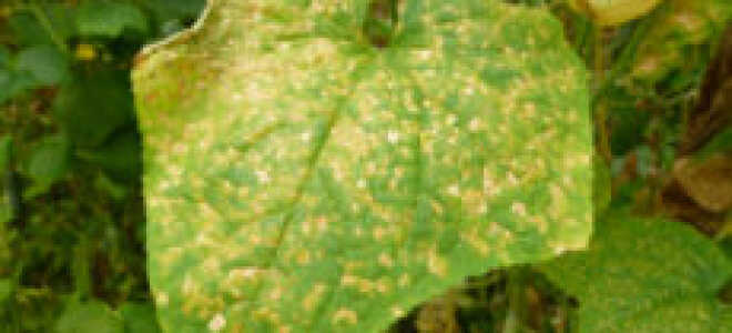 Болезни огурцов в теплице: лечение + фото