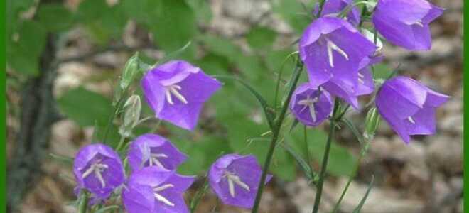 Колокольчик Персиколистный: фото, описание, посадка и уход