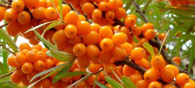 Облепиха: описание и фото, выращивание и уход