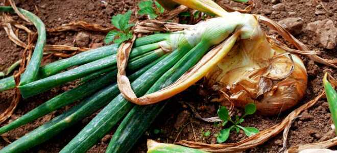 Вредители лука репчатого и борьба с ними: обработка, лечение болезней, фото