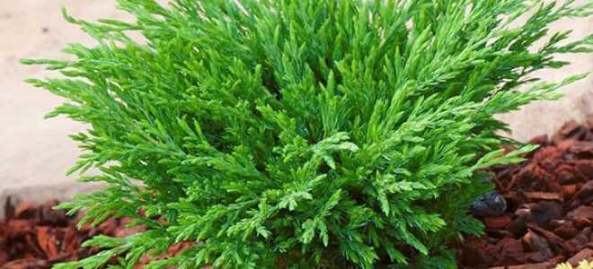 Можжевельник Андорра Компакт: посадка и уход, описание, фото, видео