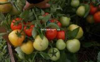 Томаты Видимо-невидимо: описание и характеристики сорта, отзывы садоводов