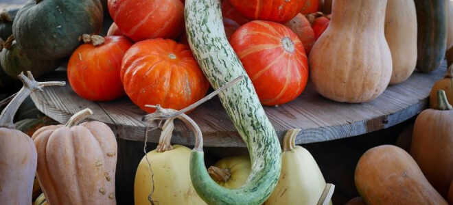 Сорта тыквы с фото и описанием