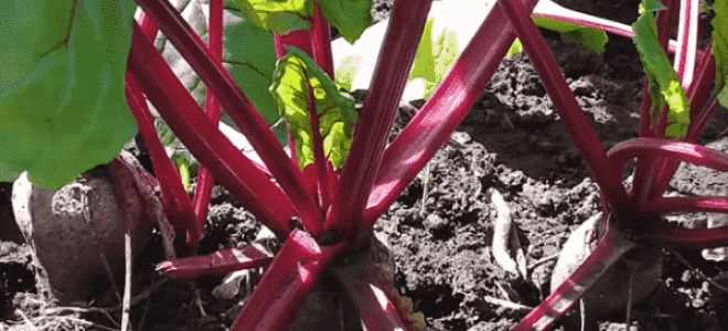 Как вырастить свеклу в открытом грунте: секреты посадки и ухода