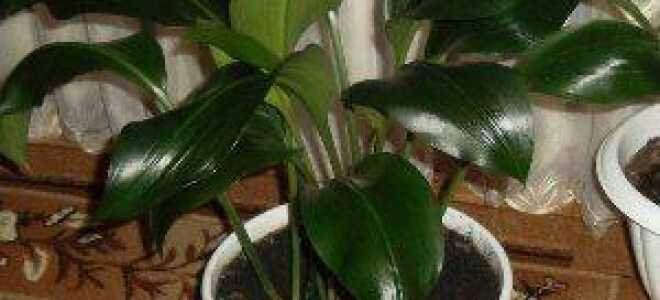 Почему не цветет эухарис и что делать