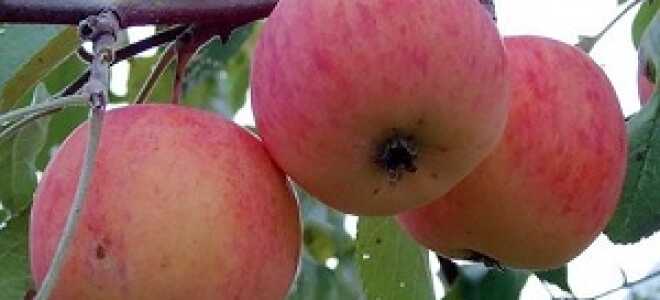 Яблоня “Подарок садоводам”: описание сорта, фото, отзывы