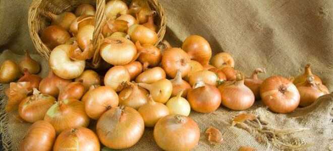 Хранение лука зимой в домашних условиях: как и где его хранить