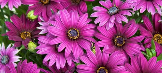 Остеоспермум: фото, выращивание, посадка и уход в открытом грунте