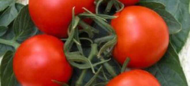 Томат “Верлиока”: характеристика и описание сорта, отзывы, фото