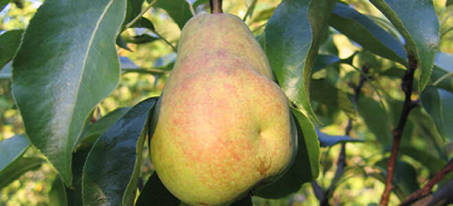 Груша “Кафедральная”: описание сорта, фото, отзывы